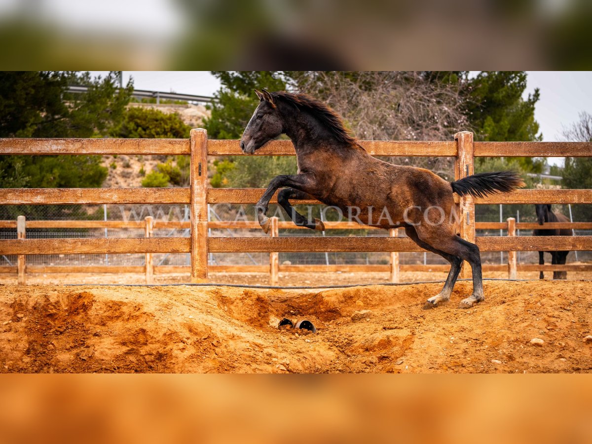 PRE Étalon 1 Année 130 cm Gris in Valencia