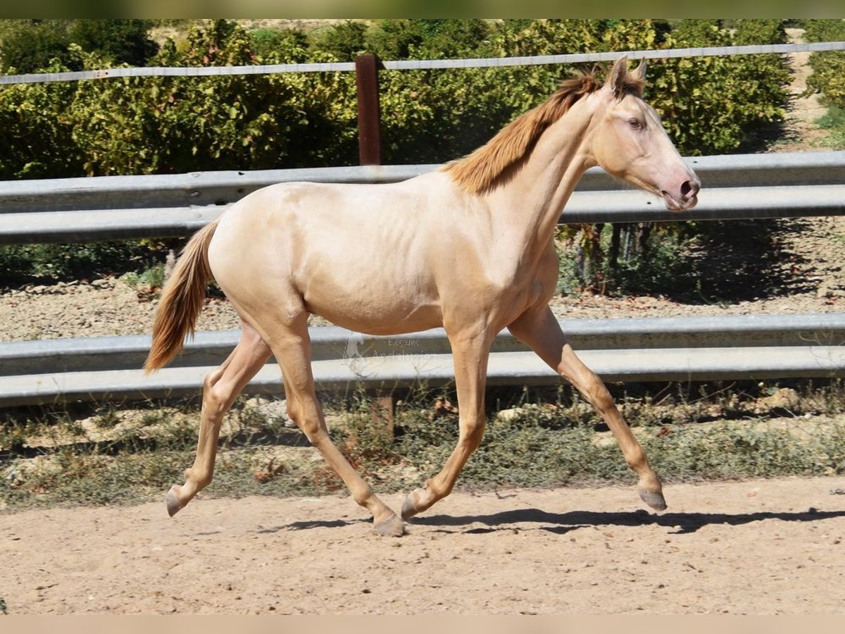 PRE Étalon 1 Année 145 cm Perle in Provinz Cordoba