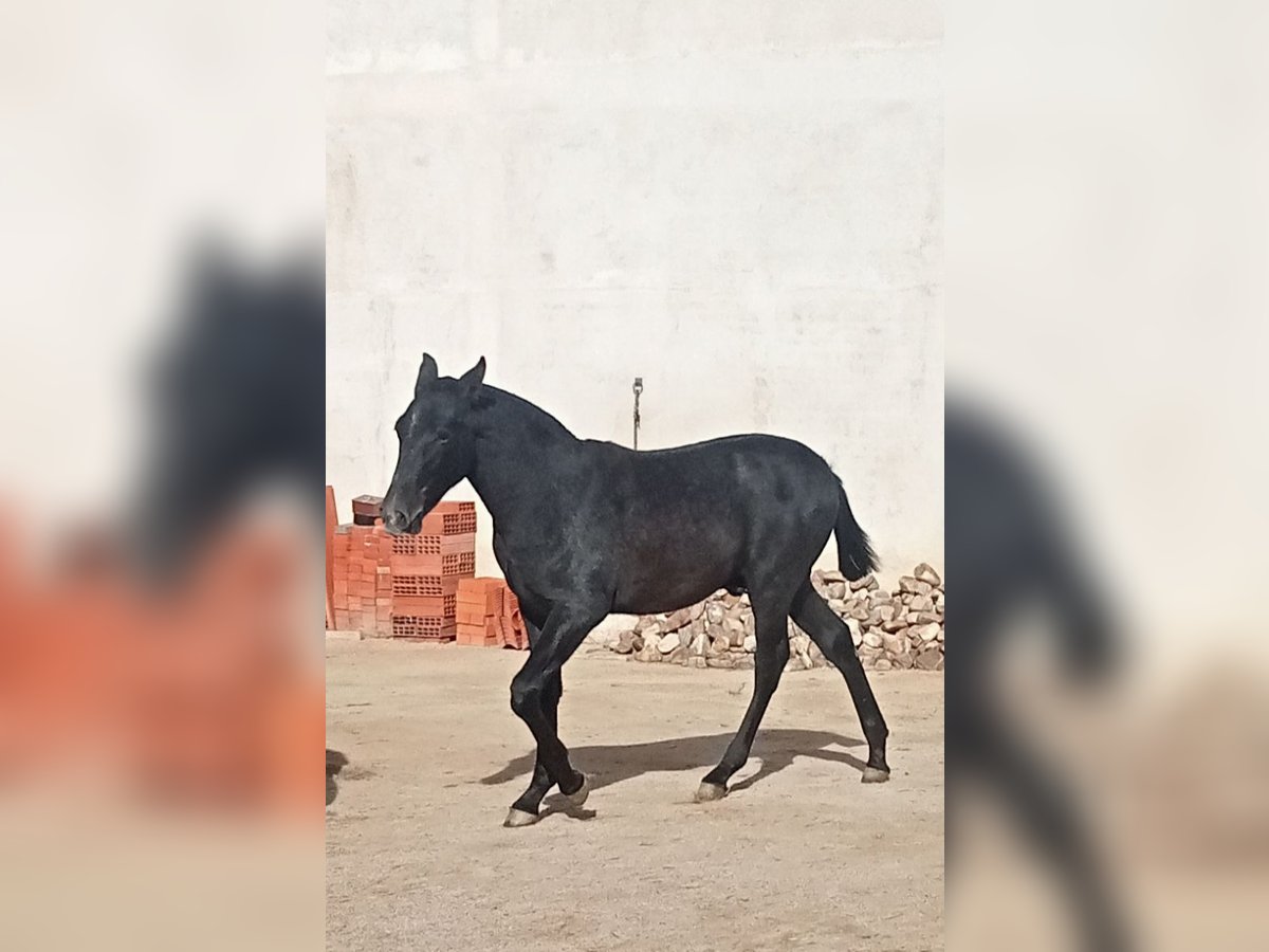 PRE Étalon 1 Année 150 cm Gris noir in ALALPARDO