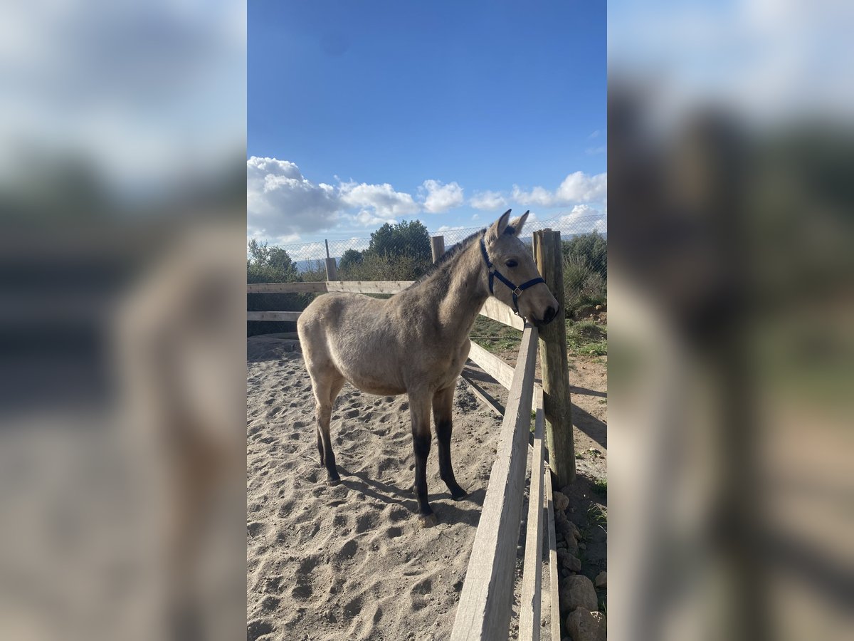 PRE Étalon 1 Année 150 cm Isabelle in Almansa