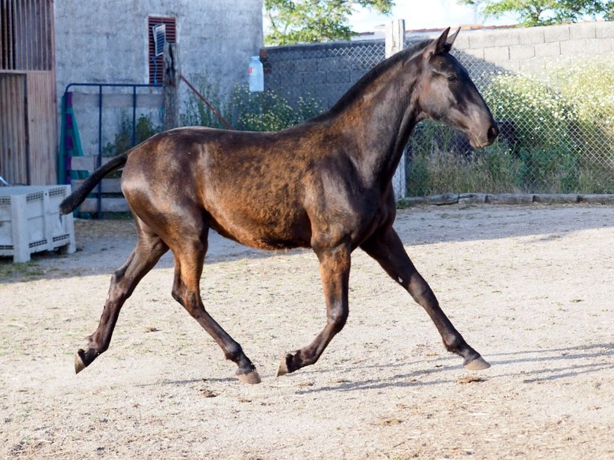 PRE Croisé Étalon 1 Année 151 cm Noir in NAVAS DEL MADRONO