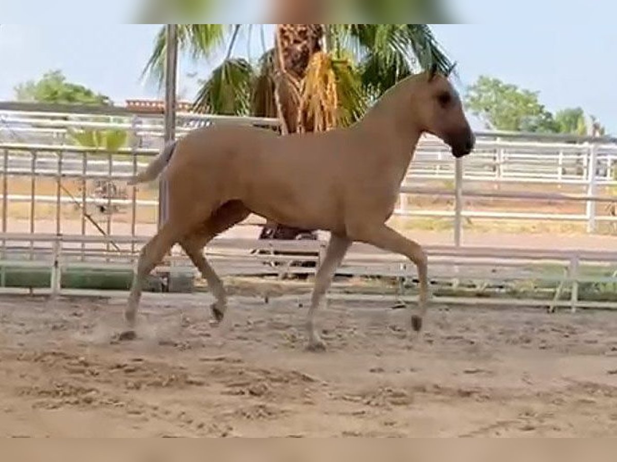 PRE Croisé Étalon 1 Année 151 cm Palomino in Malága