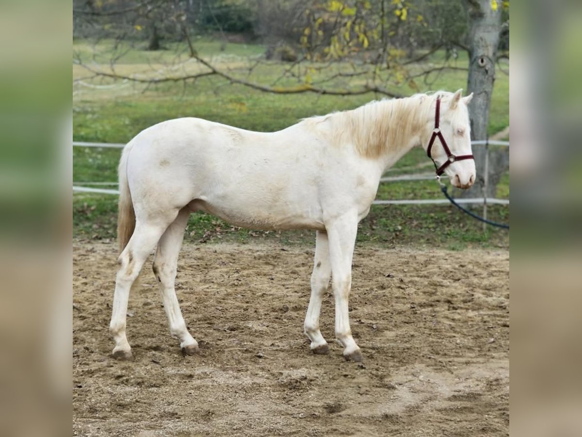 PRE Croisé Étalon 1 Année 152 cm Perlino in Visz