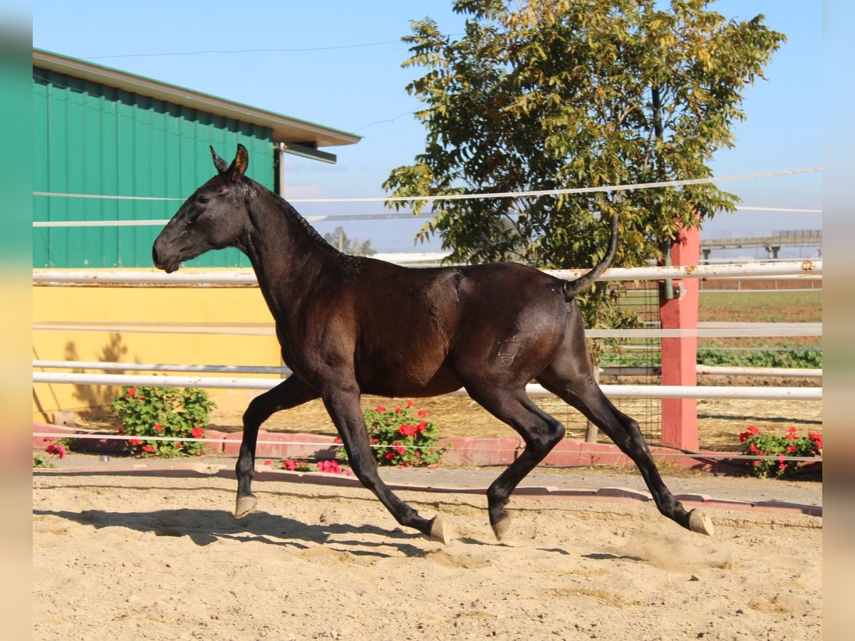 PRE Croisé Étalon 1 Année 155 cm Noir in Los Rosales