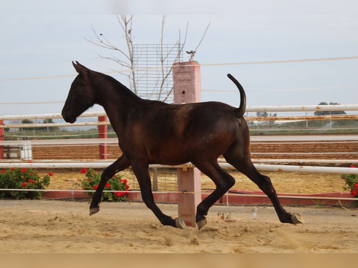 PRE Étalon 1 Année 155 cm Noir in Los Rosales