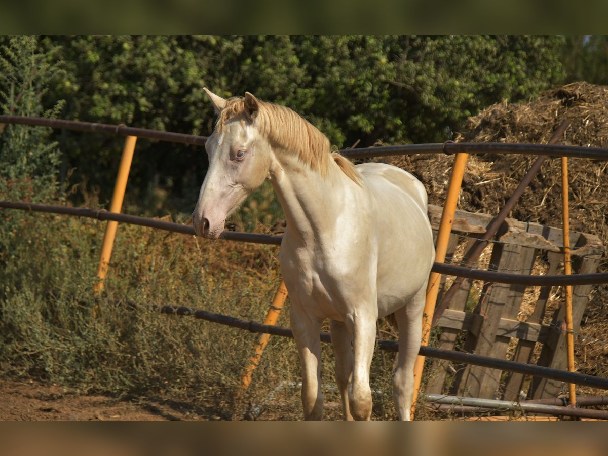 PRE Croisé Étalon 1 Année 155 cm Perlino in Galaroza