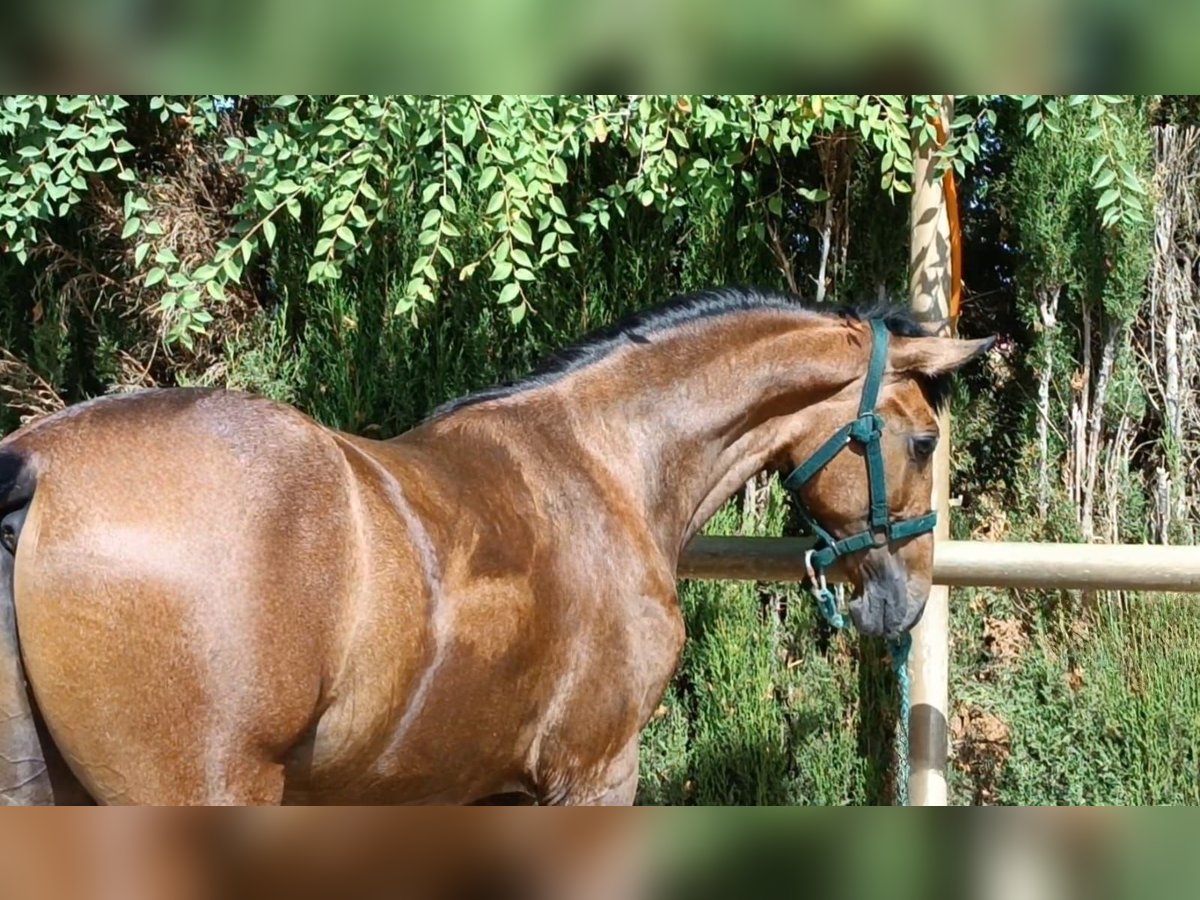 PRE Étalon 1 Année 157 cm Gris in Andujar