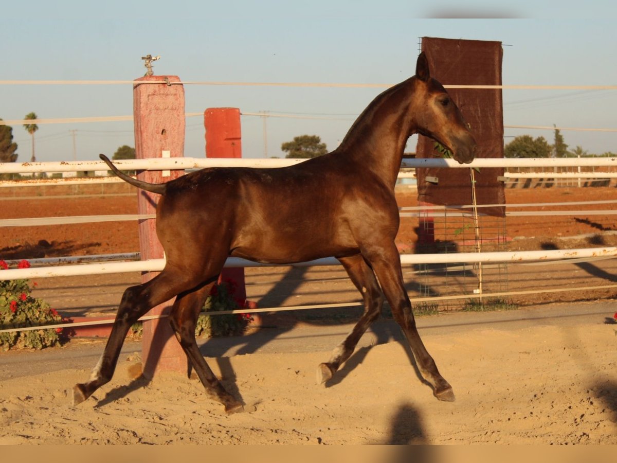 PRE Étalon 1 Année 157 cm Noir in Los Rosales