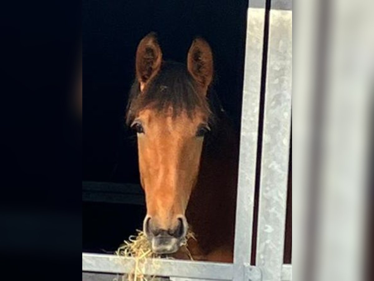 PRE Croisé Étalon 1 Année 158 cm Bai in Nieuw- en Sint Joosland