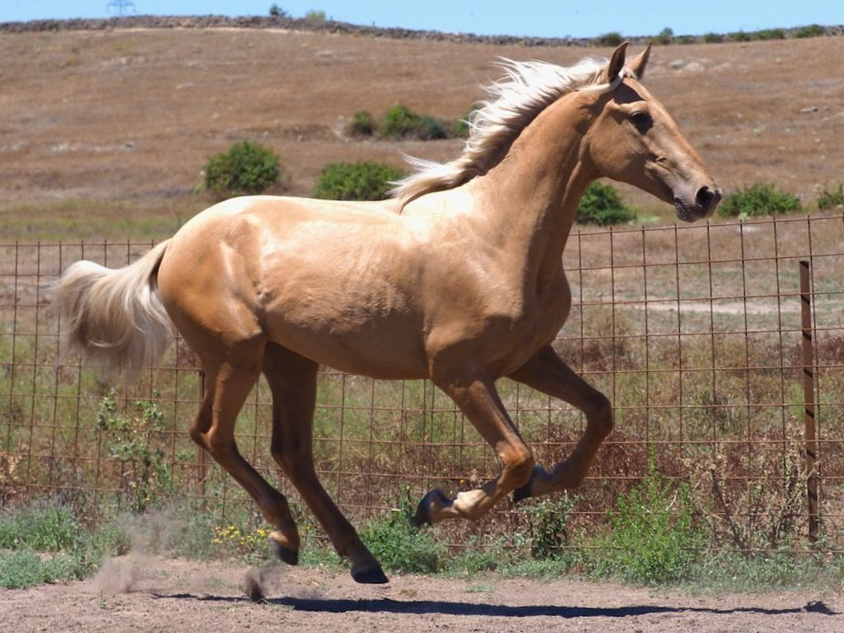 PRE Croisé Étalon 1 Année 158 cm Palomino in NAVAS DEL MADRONO