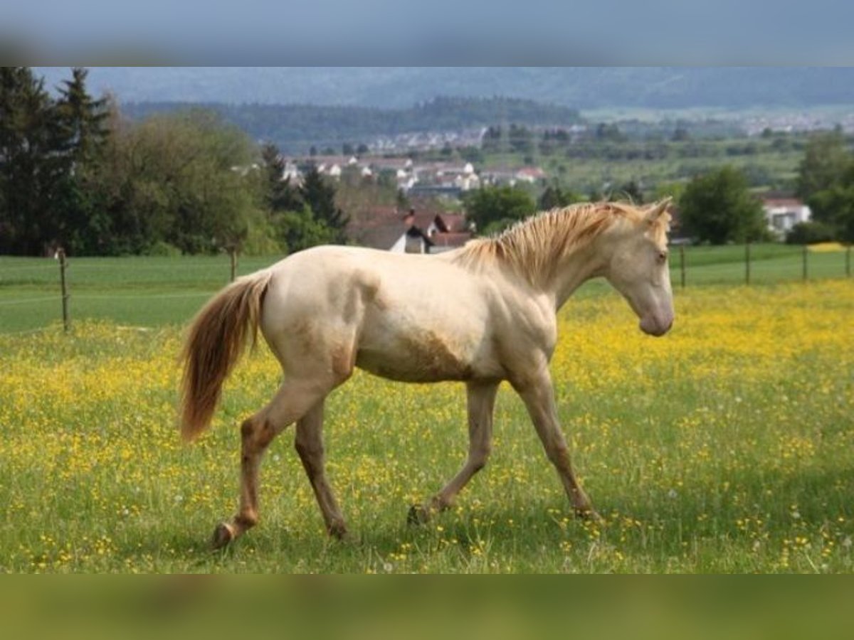 PRE Croisé Étalon 1 Année 159 cm Perlino in Balingen