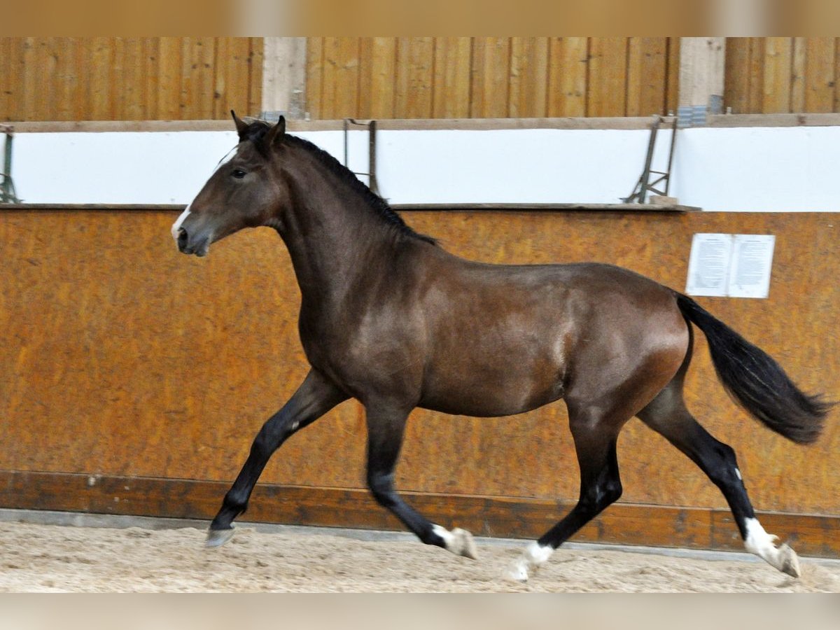 PRE Étalon 1 Année 160 cm Bai in Waldhölzbach