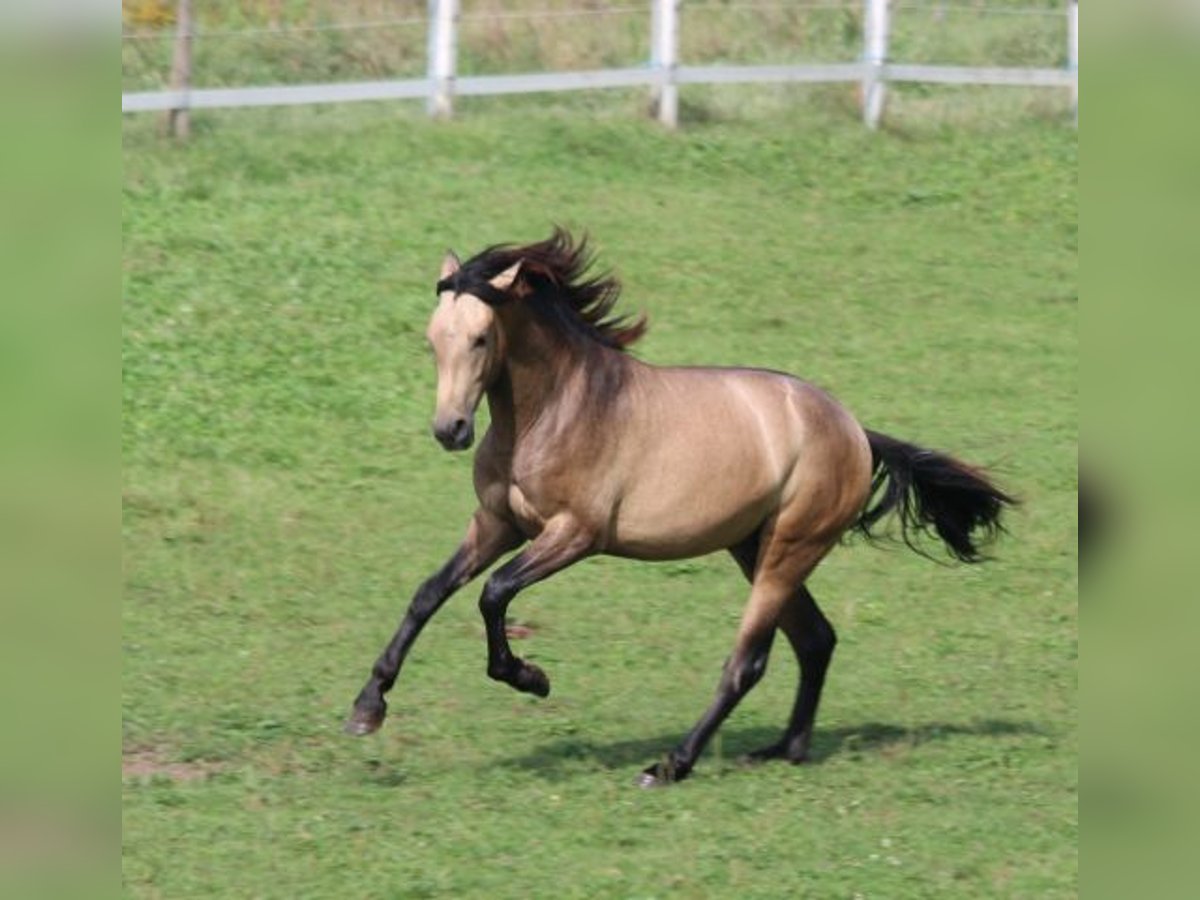 PRE Étalon 1 Année 160 cm Gris (bai-dun) in Bibertal