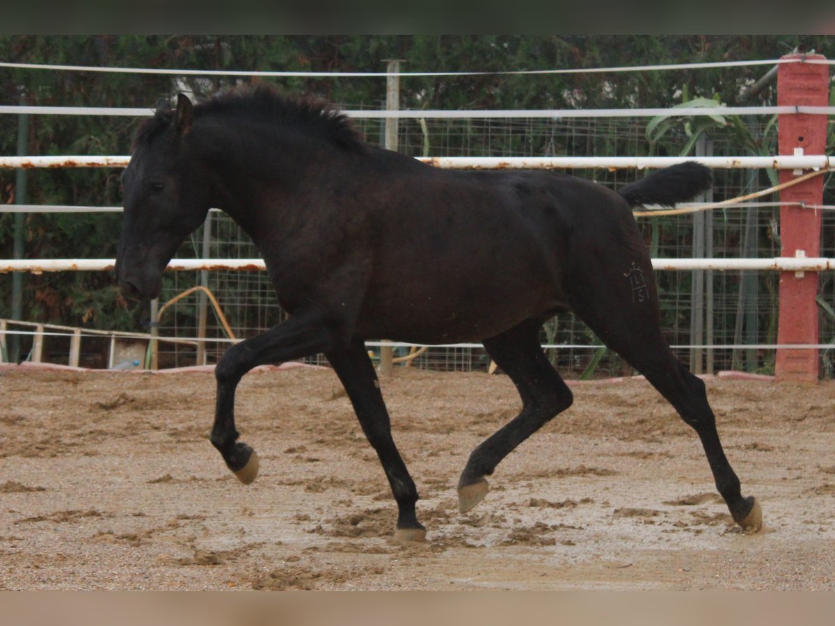 PRE Croisé Étalon 1 Année 160 cm Noir in Los Rosales PRE Croisé Étalon 1 Année 160 cm Noir in Los Rosales