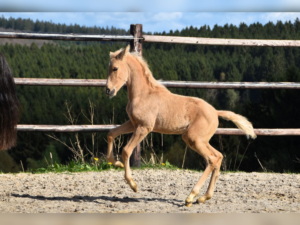 PRE Étalon 1 Année 160 cm Palomino in Dochamps