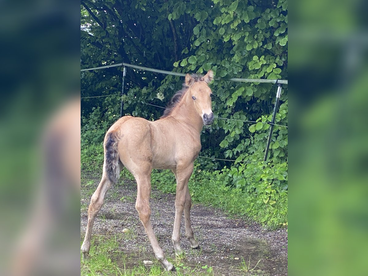 PRE Étalon 1 Année 162 cm Buckskin in Gottfrieding