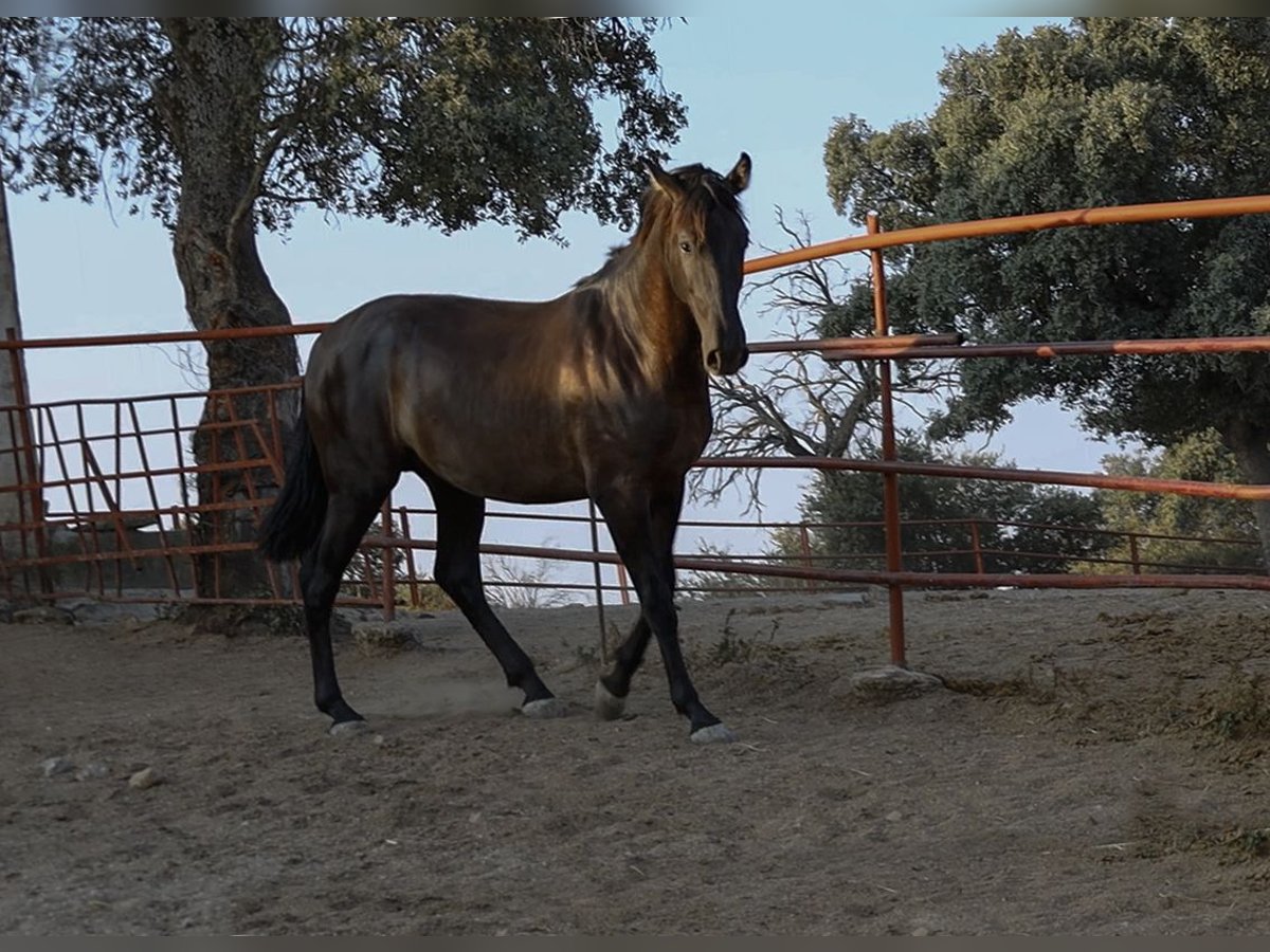 PRE Croisé Étalon 1 Année 162 cm Noir in Galaroza