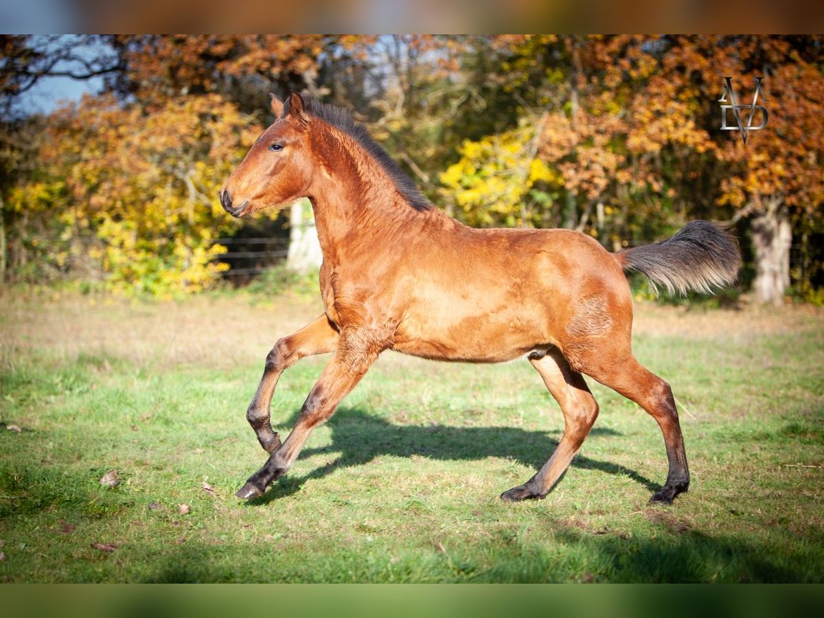 PRE Croisé Étalon 1 Année 164 cm Bai in La Vespière-Friardel