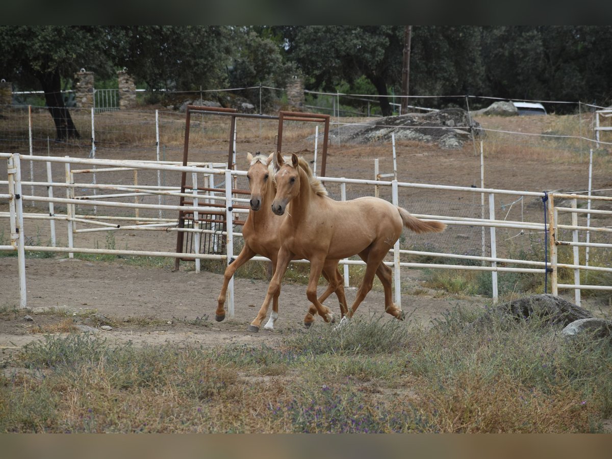 PRE Croisé Étalon 1 Année 164 cm Palomino in Sevilla