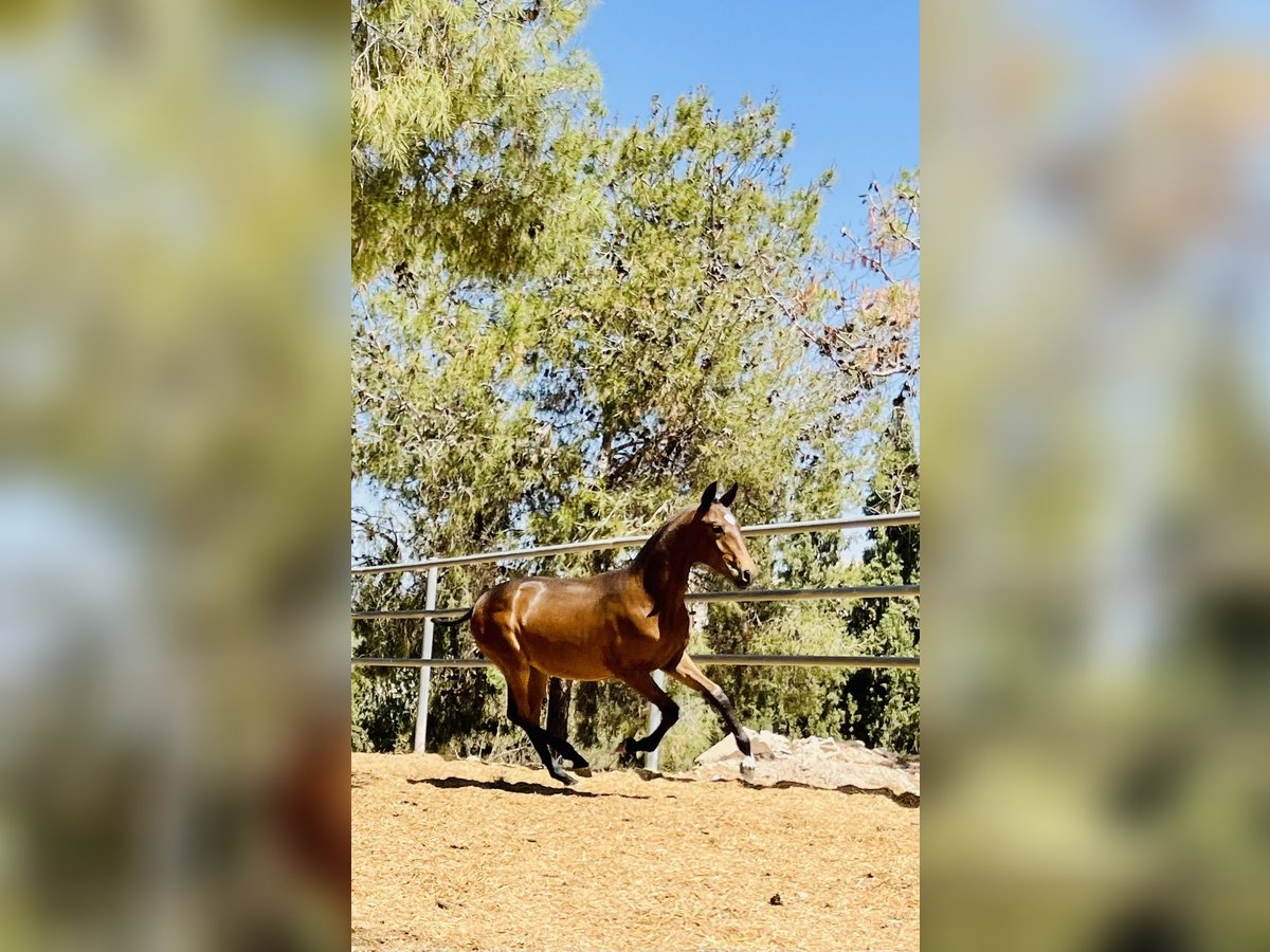 PRE Étalon 1 Année 165 cm Bai brun in Archena