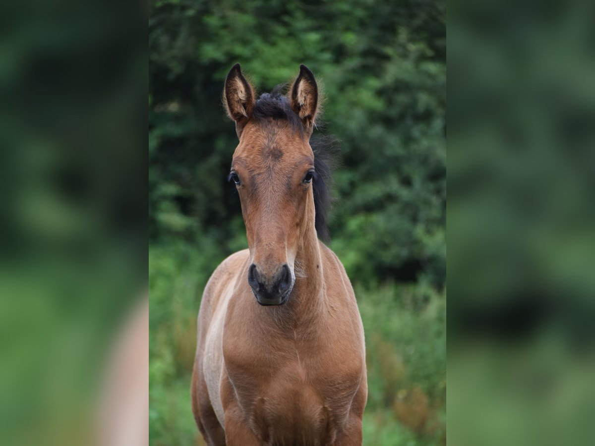 PRE Étalon 1 Année 165 cm Bai cerise in Dochamps