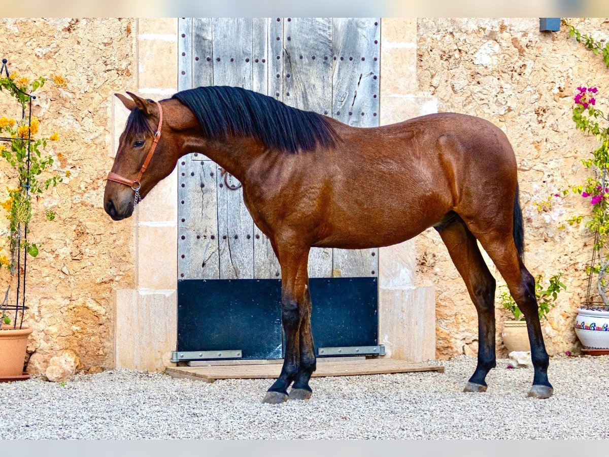 PRE Étalon 1 Année 165 cm Bai in Pina