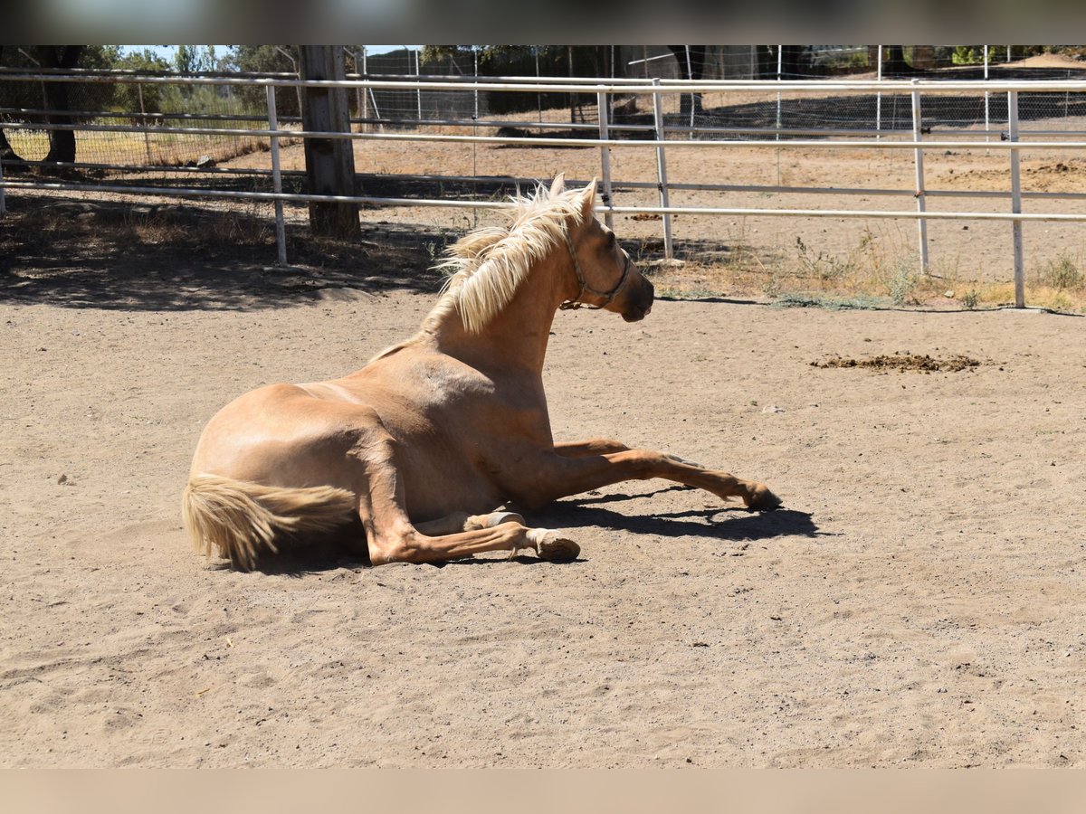 PRE Étalon 1 Année 166 cm Palomino in El Real De La Jara