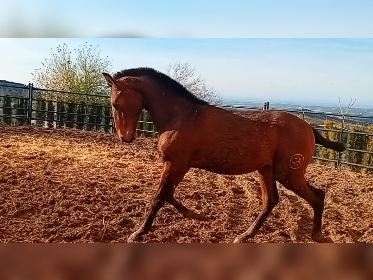 PRE Étalon 1 Année 173 cm Bai brun in Estepa