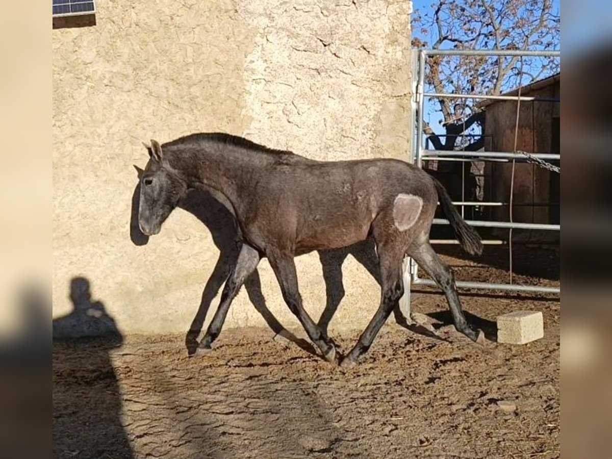 PRE Croisé Étalon 1 Année Gris in Cadiar