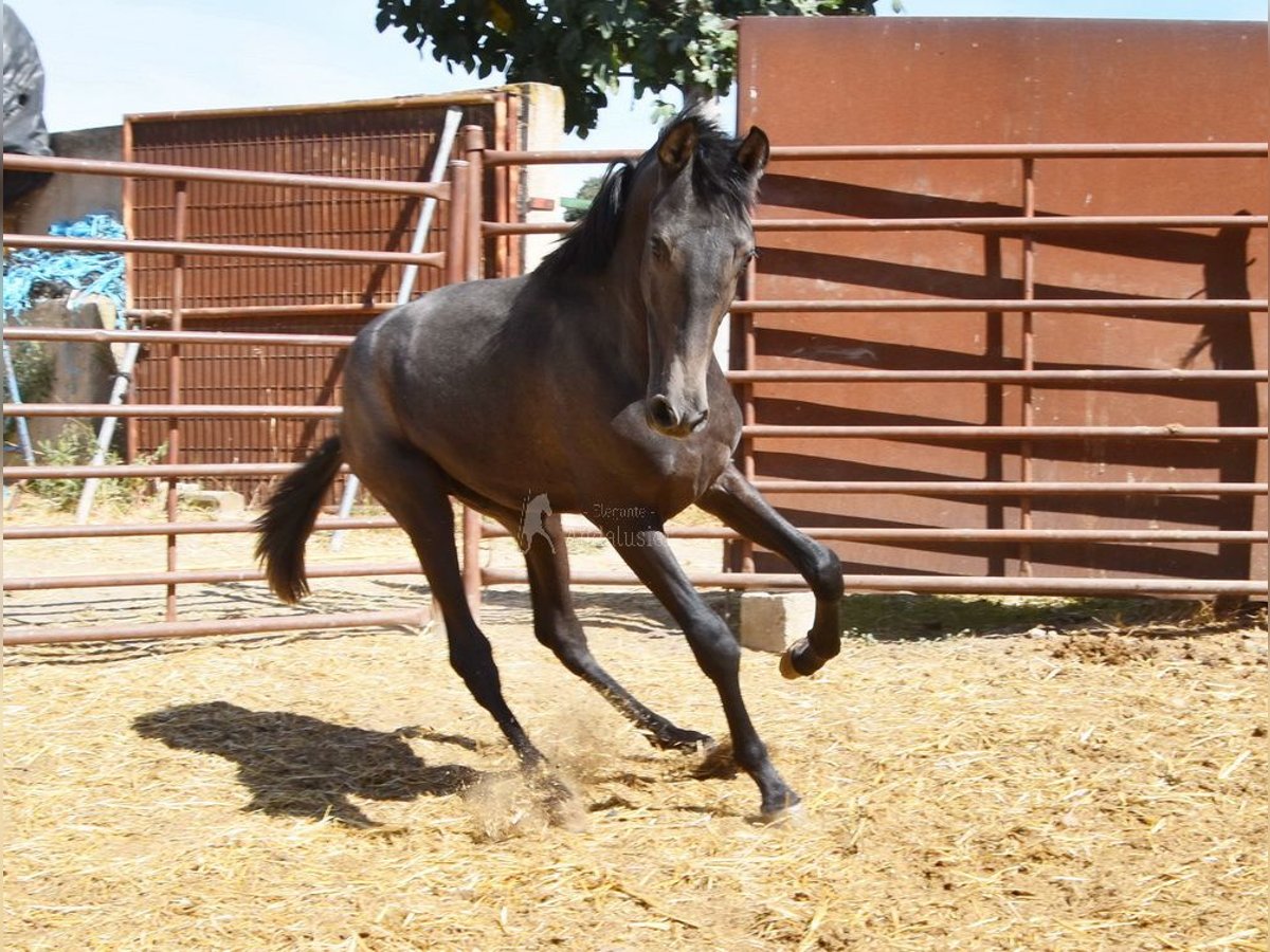 PRE Étalon 1 Année Gris in Provinz Granada