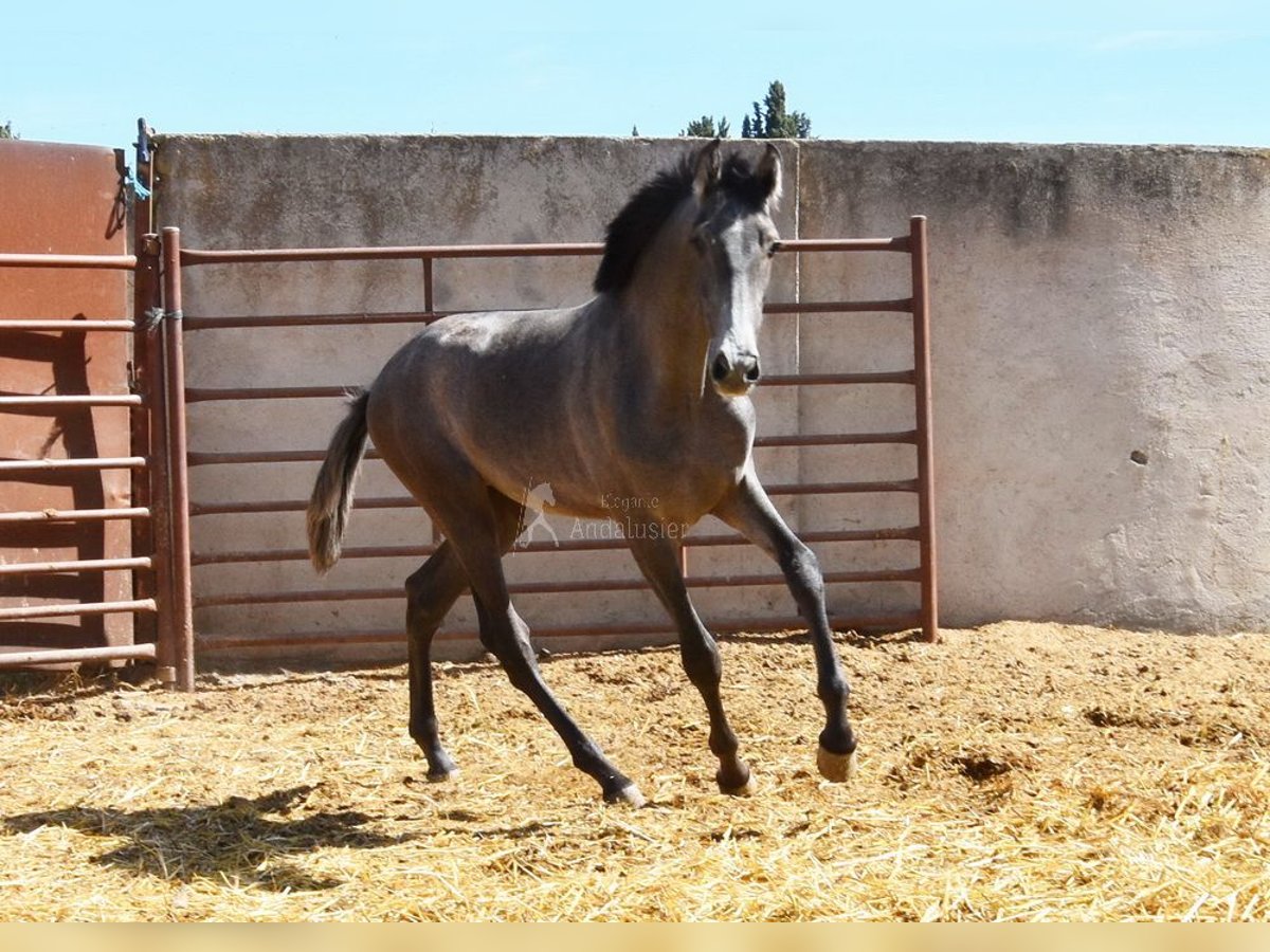 PRE Étalon 1 Année Gris in Provinz Granada