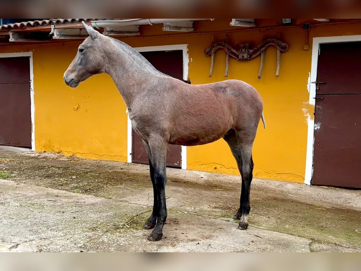 PRE Étalon 1 Année Gris in Ivanrey