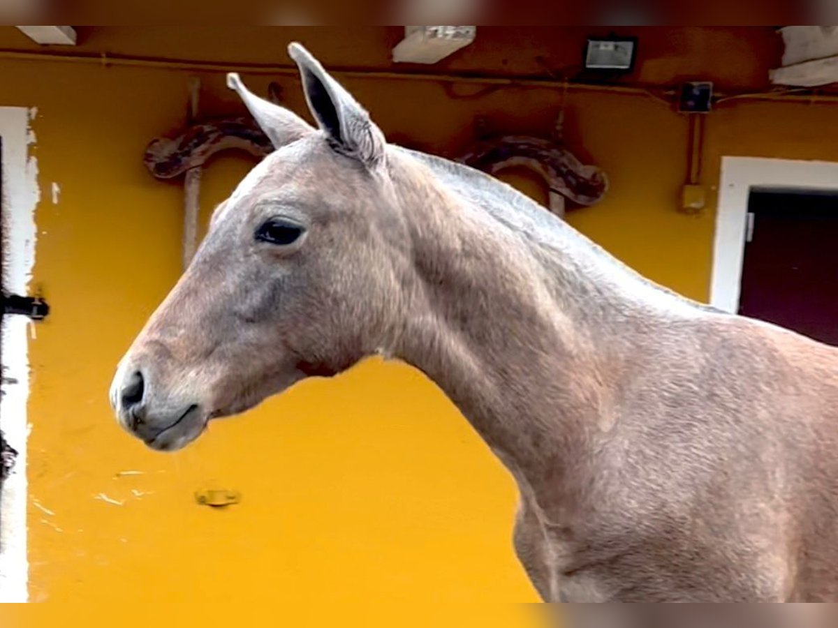 PRE Étalon 1 Année Gris in Ivanrey