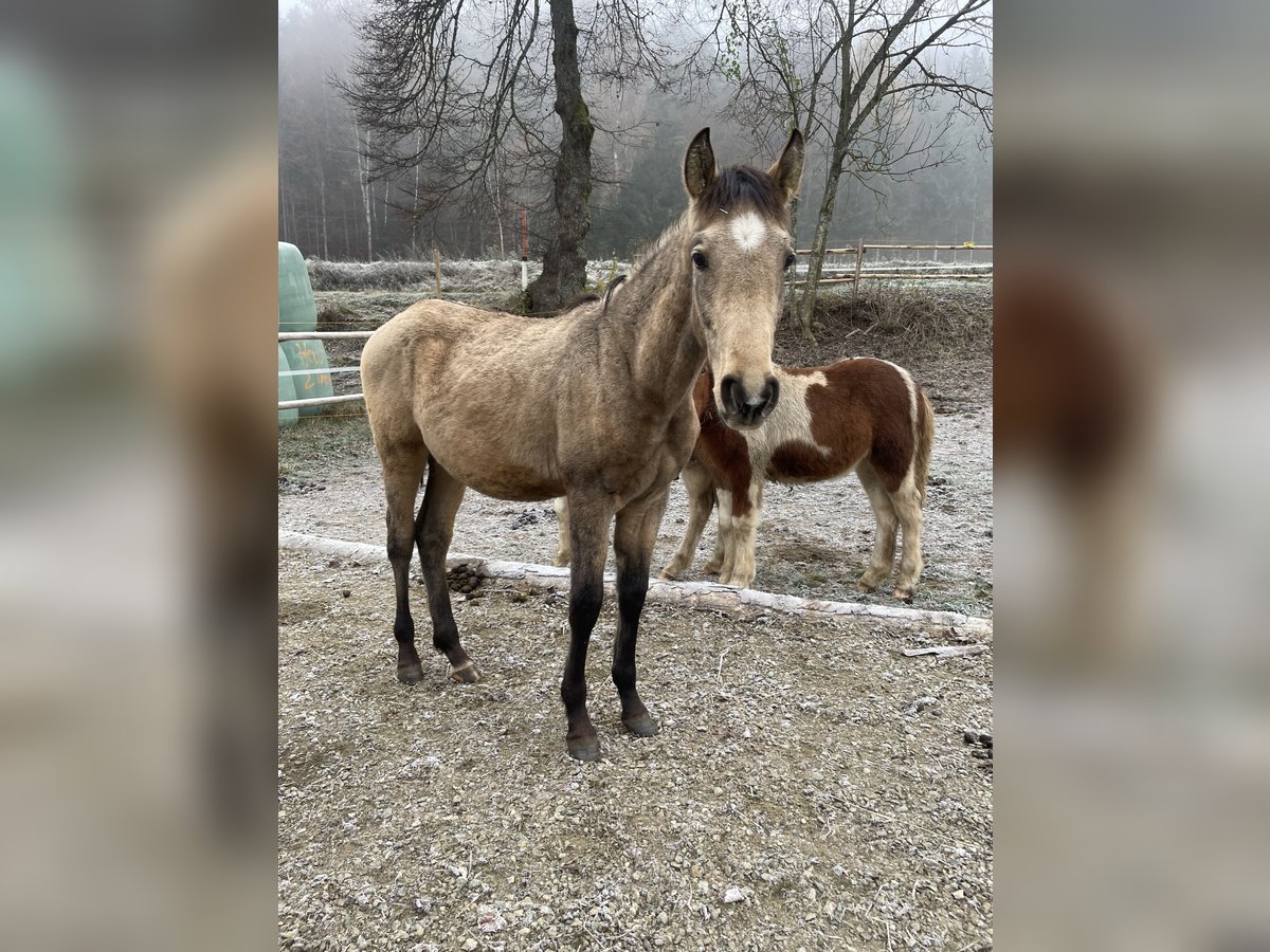 PRE Étalon 1 Année Isabelle in Klagenfurt,11.Bez.:St. Ruprecht