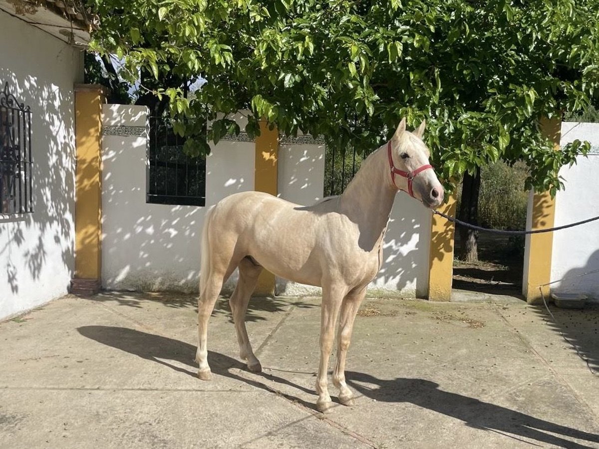 PRE Croisé Étalon 2 Ans 145 cm Perle in Alcalá de Guadaíra