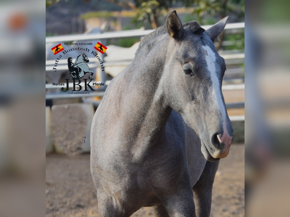 PRE Croisé Étalon 2 Ans 151 cm Gris in Tabernas Almeria