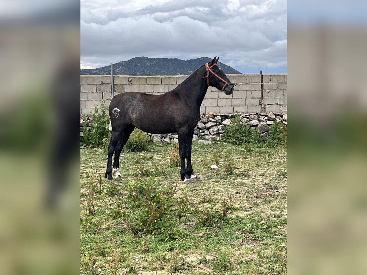 PRE Croisé Étalon 2 Ans 152 cm Gris pommelé in El Barco De Avila