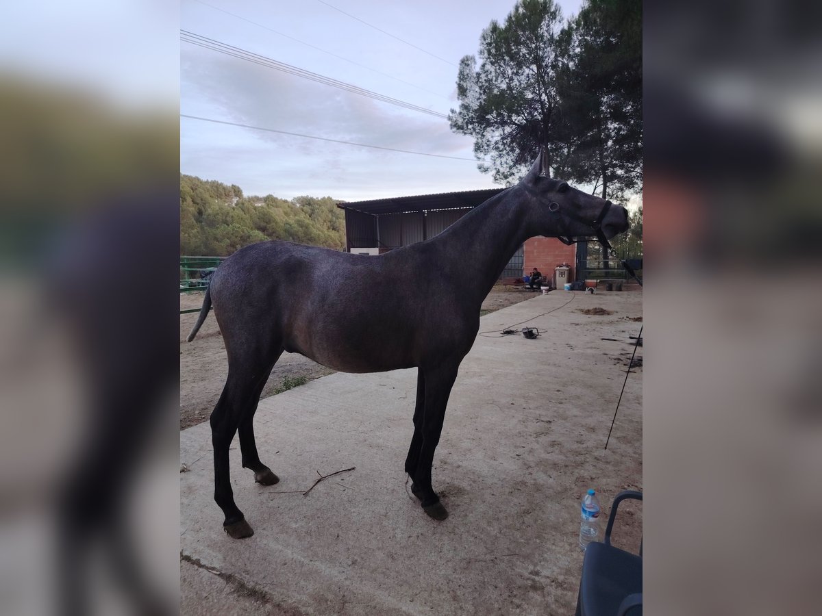 PRE Croisé Étalon 2 Ans 155 cm Gris in Barcelona