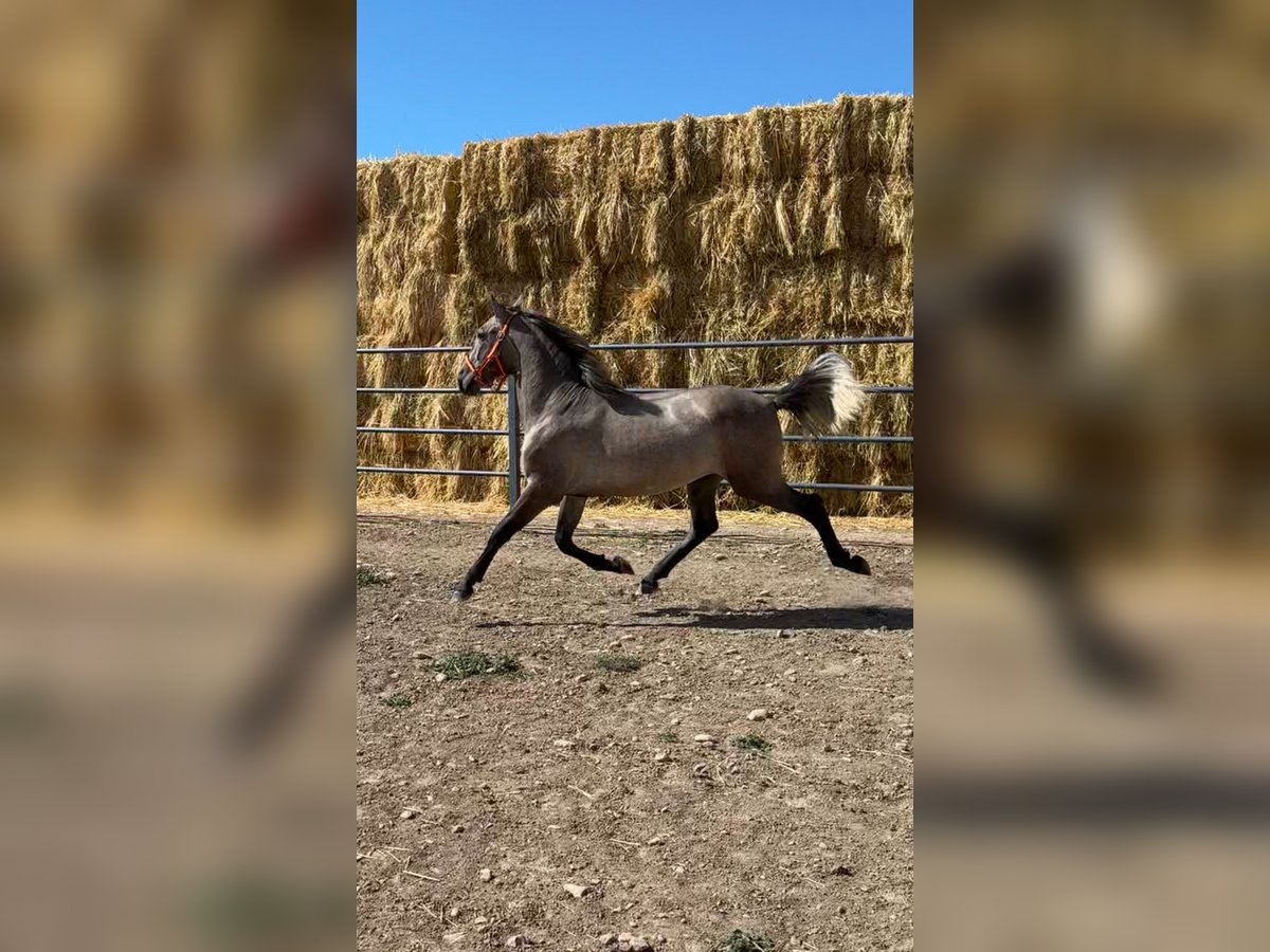 PRE Étalon 2 Ans 156 cm Aubère in Valderrubio