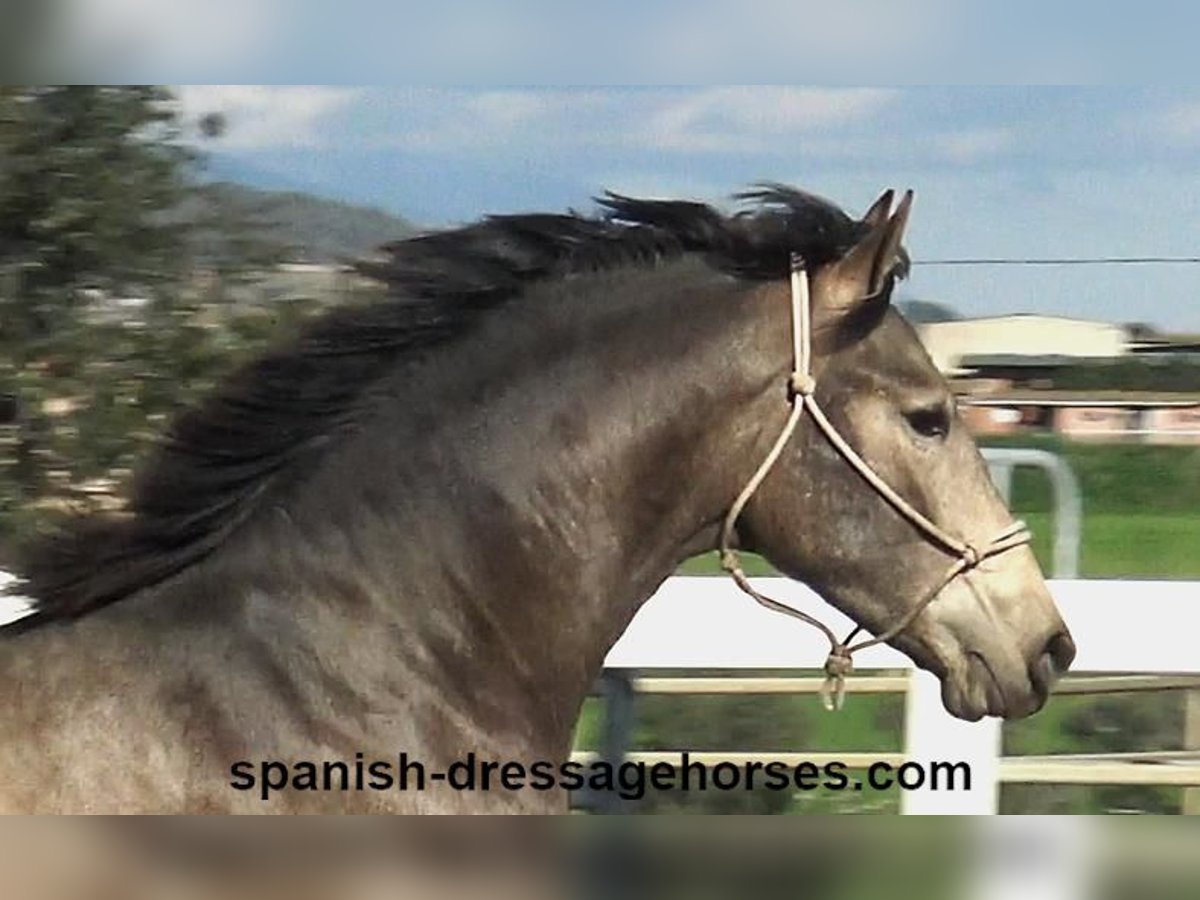 PRE Croisé Étalon 2 Ans 156 cm Buckskin in Barcelona