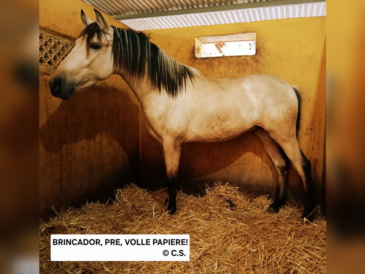 PRE Croisé Étalon 2 Ans 157 cm in Chiclana de la Frontera