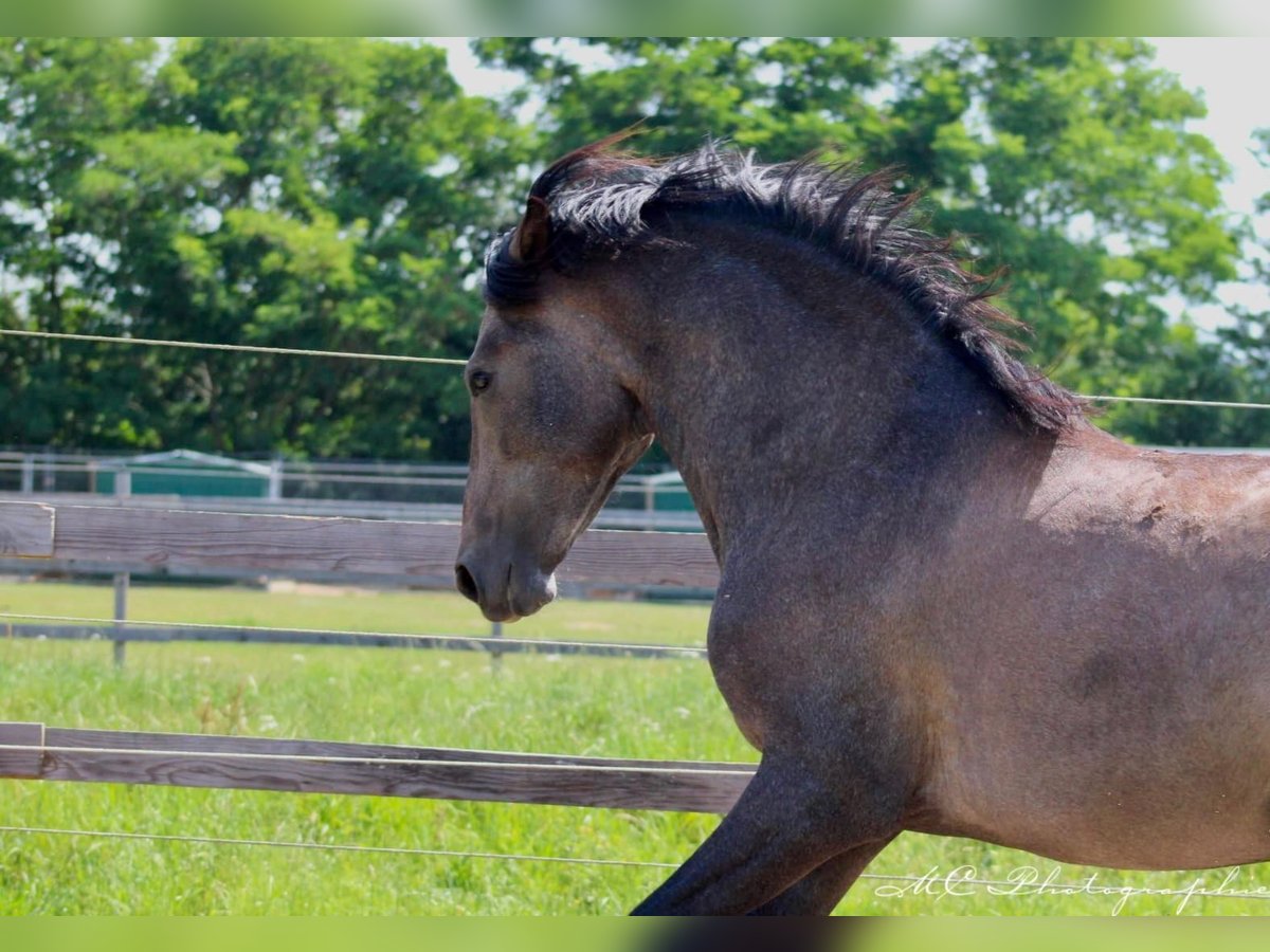 PRE Croisé Étalon 2 Ans 157 cm Gris in Brandis