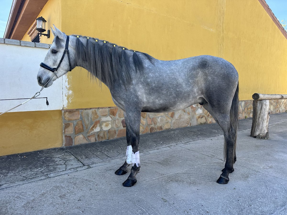 PRE Croisé Étalon 2 Ans 157 cm Gris pommelé in Valderrubio