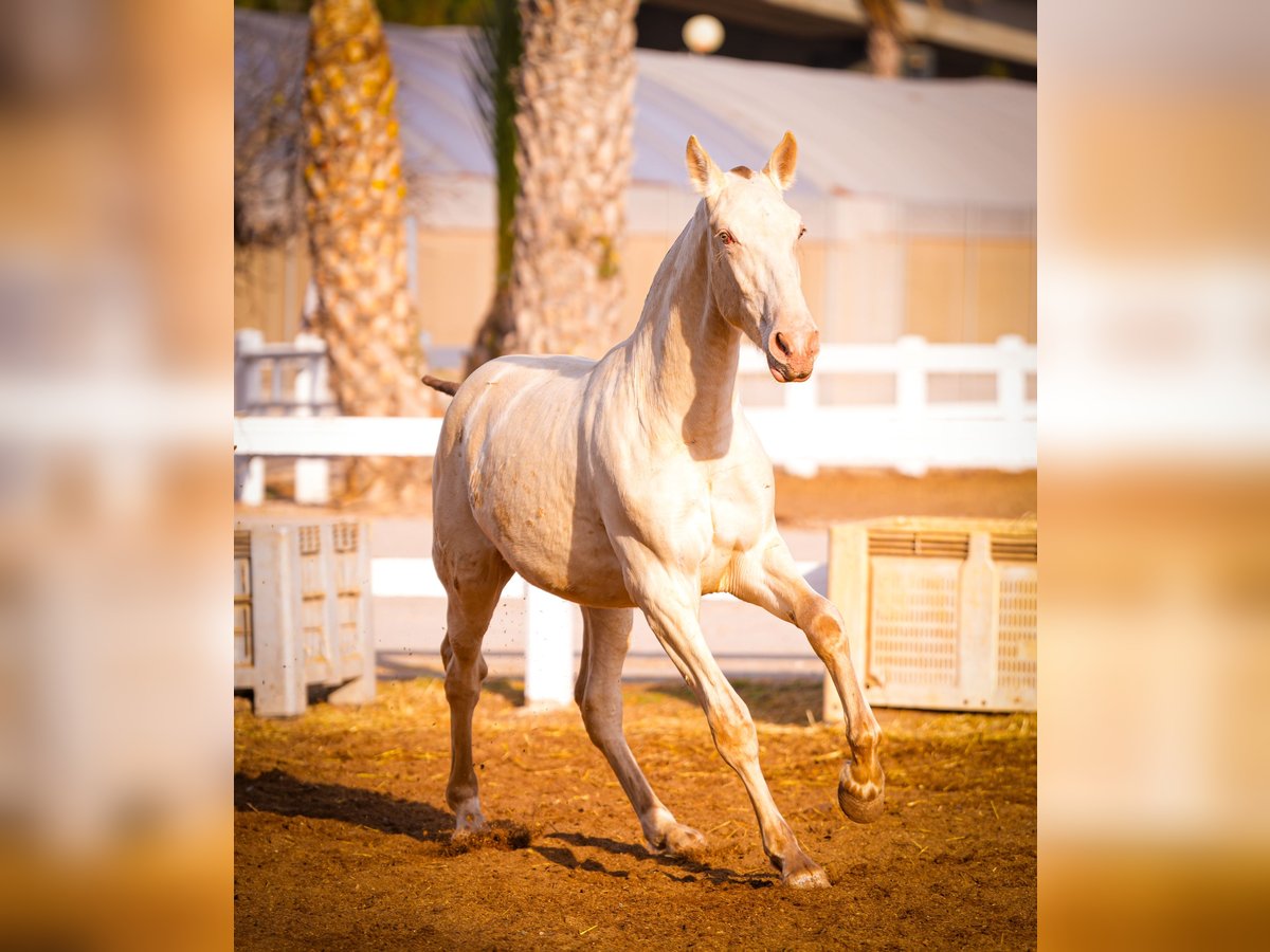 PRE Croisé Étalon 2 Ans 157 cm Perlino in Valencia