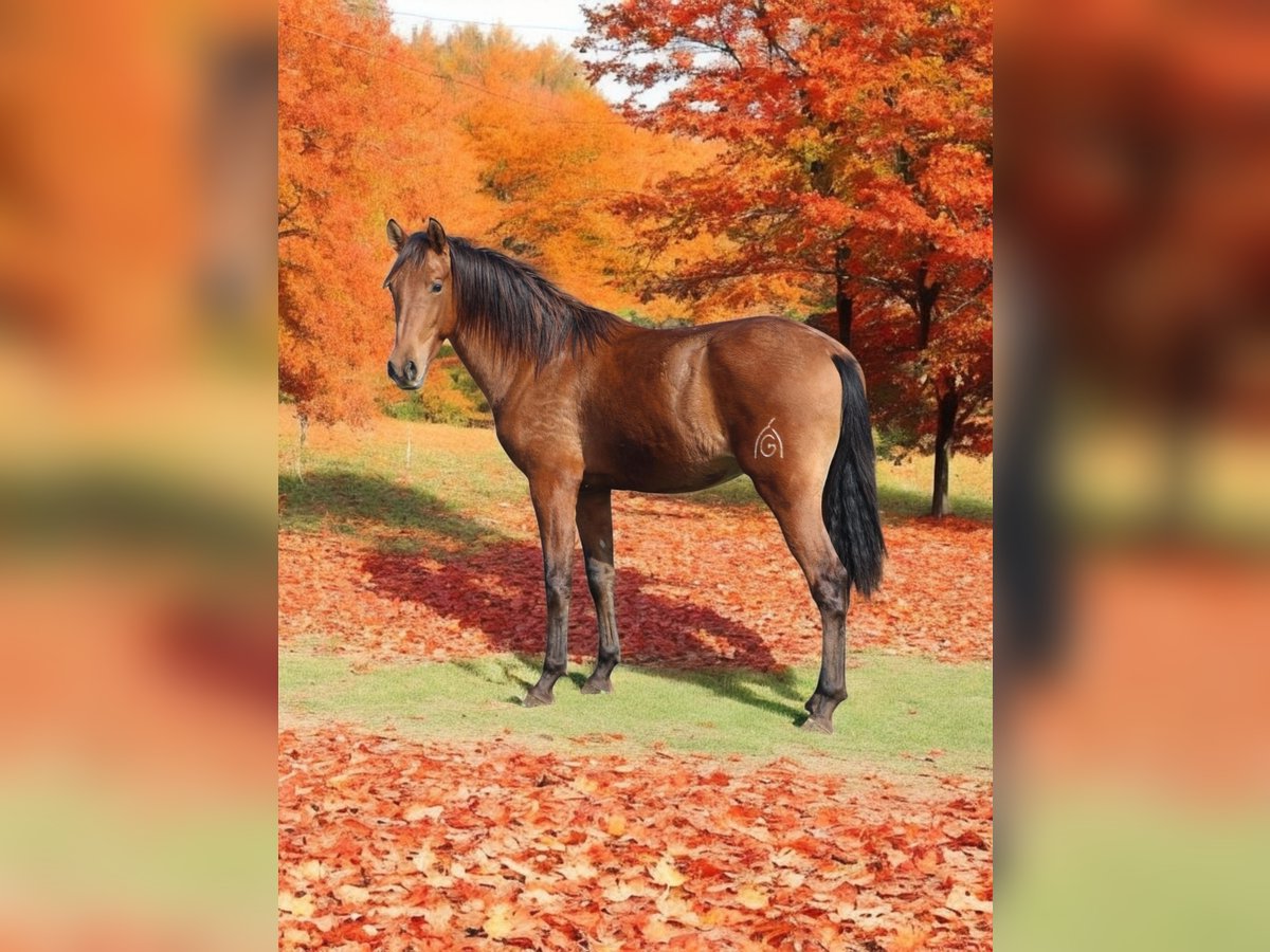 PRE Croisé Étalon 2 Ans 158 cm Bai in Polenz