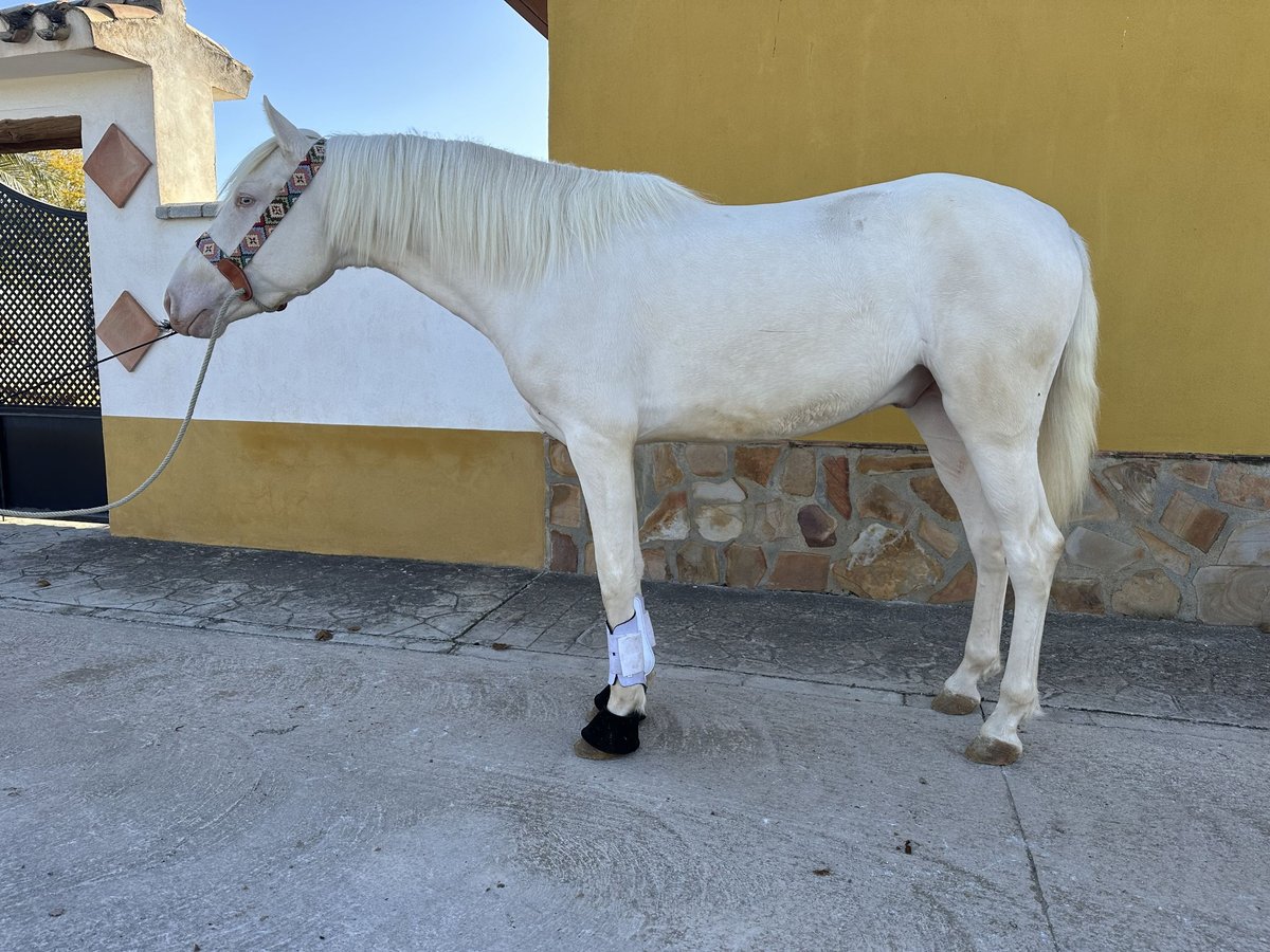 PRE Croisé Étalon 2 Ans 158 cm Cremello in Valderrubio