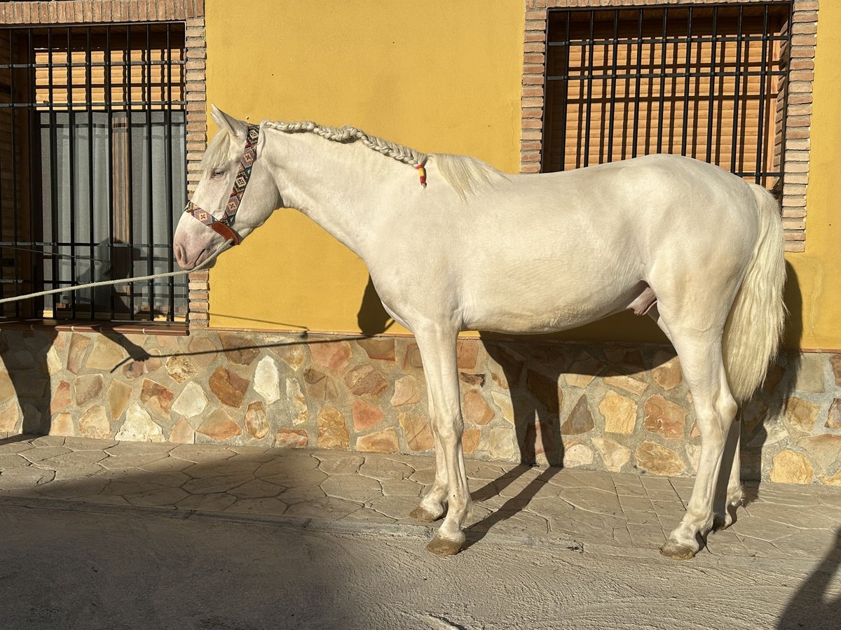 PRE Croisé Étalon 2 Ans 158 cm Cremello in Valderrubio