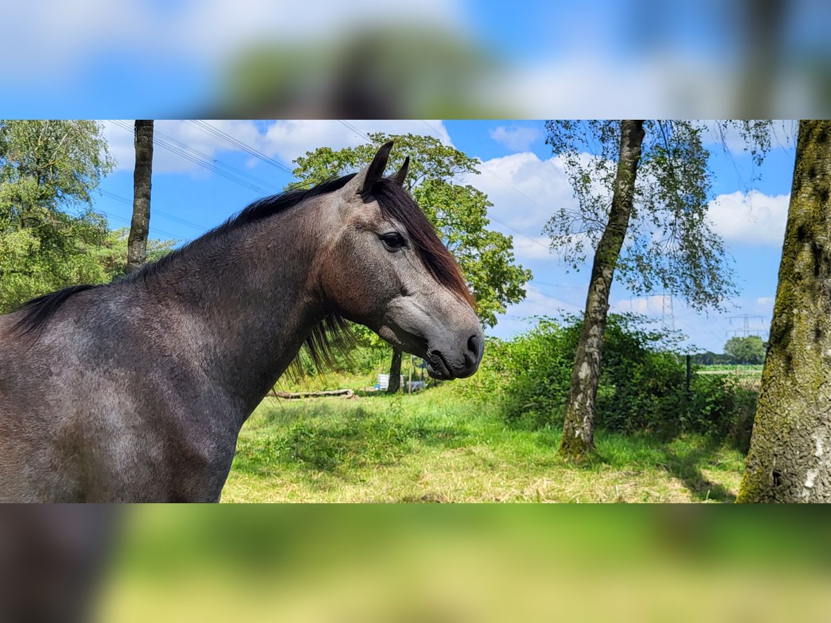 PRE Croisé Étalon 2 Ans 158 cm Gris in Venray