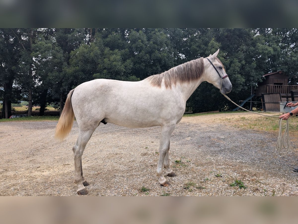 PRE Étalon 2 Ans 158 cm Gris in Caumont