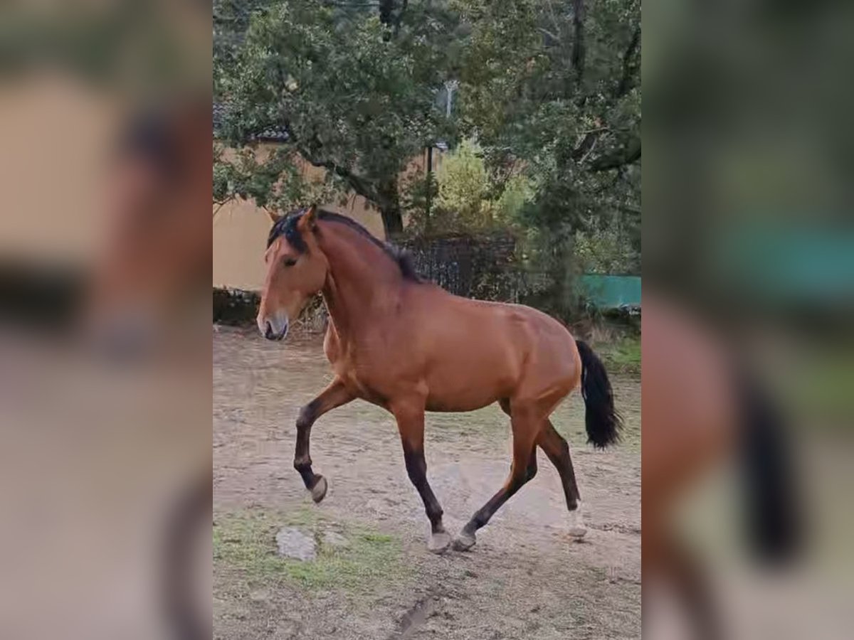 PRE Croisé Étalon 2 Ans 160 cm Bai in Salamanca